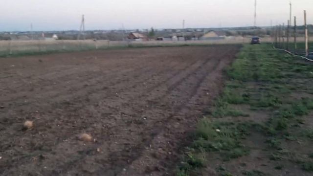 Обзор клубничного поля с КСД сортами в середине мая на Юге Челябинской области