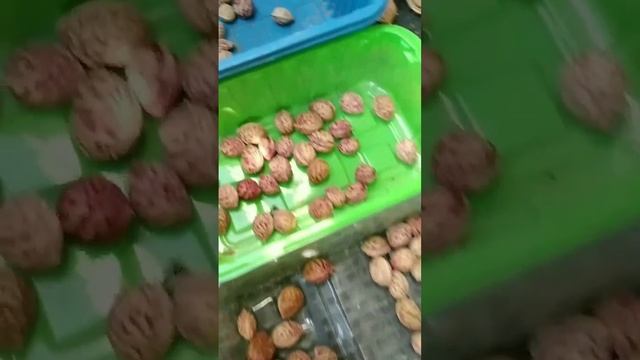 косточки персика Хасанский клон Железова на вес золот смотреть онлайн