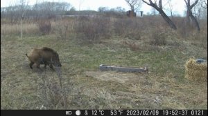 Семейство кабанов/The family of wild boars/ #аксу #иртыш #павлодар #фотоохота