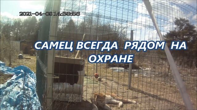 Рыси ласковые .Самка толстеет,самец худеет. смотреть онлайн