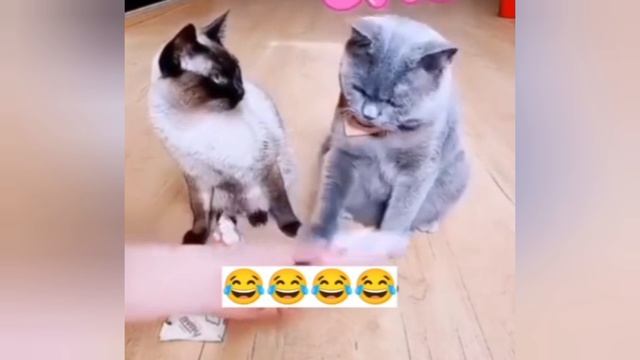 Немного позитива с двумя котами.