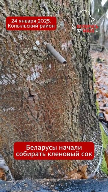 Природный шок! В конце января беларусы начали собират? смотреть онлайн