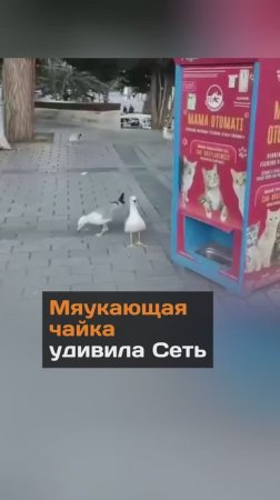 Мяукающая чайка удивила соцсети