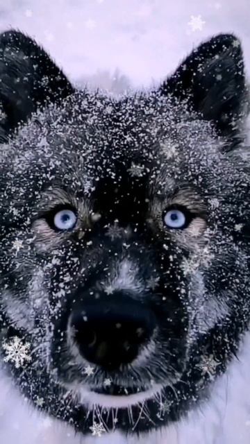 #поэзия Белые стихи. С. Михалков. #nature смотреть онлайн