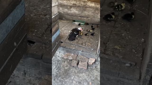 #утка#утята#индоутка#курятник смотреть онлайн