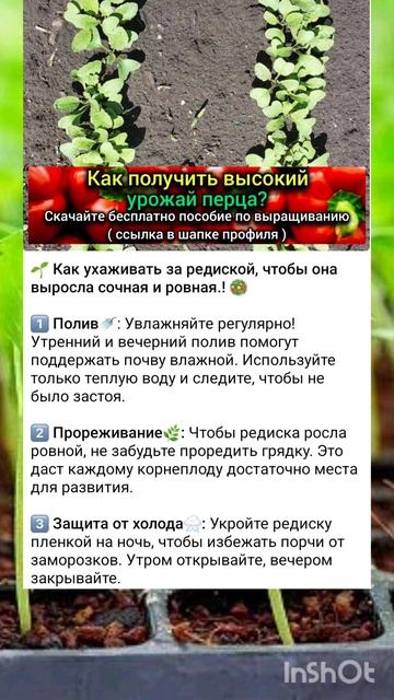 превосходные методы выращивания крупного редиса смотреть онлайн