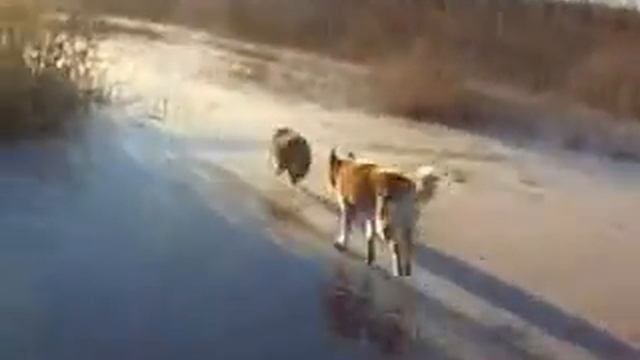 Охота. Архив погоня ЗСЛ Юкона за Енотом на льду смотреть онлайн