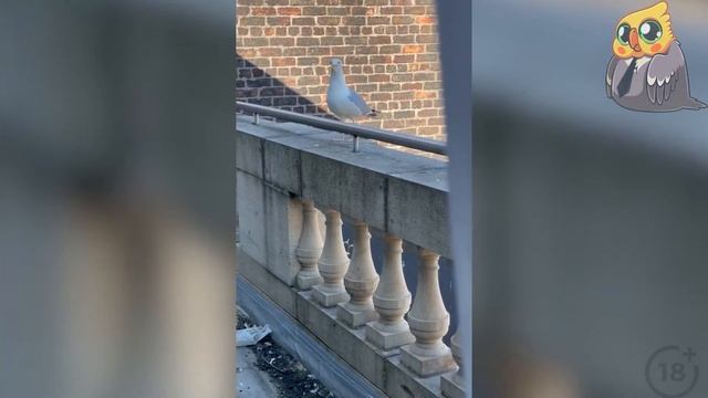 Ютуб начал работать на дому ЛУЧШИЕ ПРИКОЛЫ ИЮЛЬ #18 смотреть онлайн