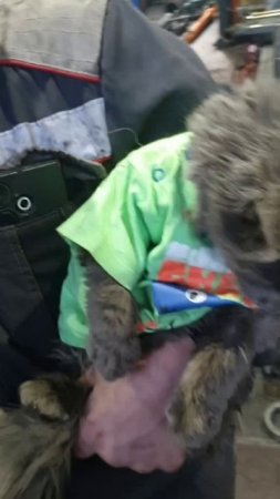 Котик на заводе