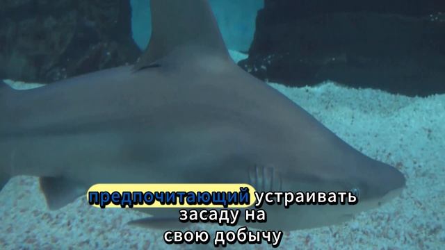 Топ 10 страшных животных, которые не опасны для че