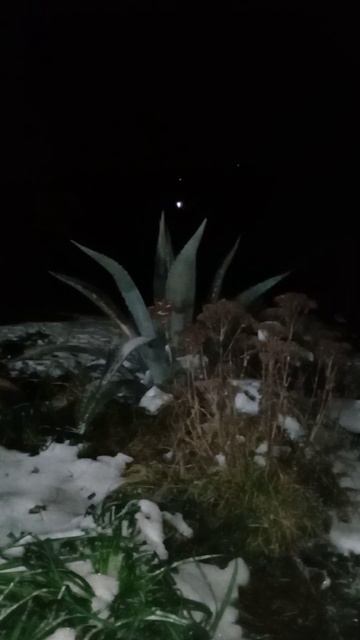 Лес передаёт сигналы точного времени 🐱 смотреть онлайн