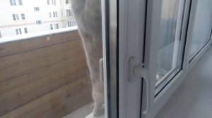 Кот говорит открой дверь - разговаривает. Я псих, люблю кота