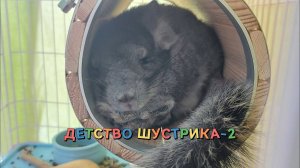 Жизнь с шиншиллами: Детство Шустрика и Бесконечная травинка Финика