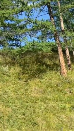 56. Начало перевала #mountains #nature #горы #travel #automobile #река #природароссии #сут-холь
