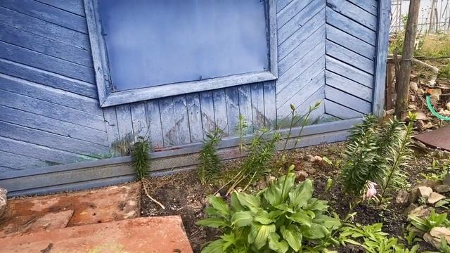 Жизнь в деревне, подкормила петунии, сварила дачный су смотреть онлайн