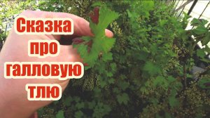 Надо ли бороться с галловой тлей на красной смородине?