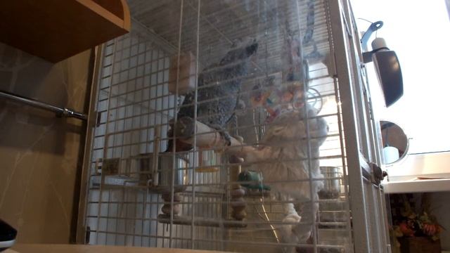 Прикольно говорит Жако.  Привет смотреть онлайн