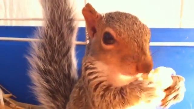 Белка ест попкорн.flv смотреть онлайн