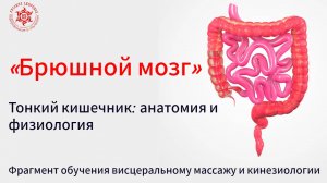 «Брюшной мозг». Тонкий кишечник: анатомия и физиология. Фрагмент обучения