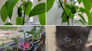 Рассада на балконе. Перцы уже начали плодоносить. Новые питомцы. Завелись мошки. 15 мая 2025.