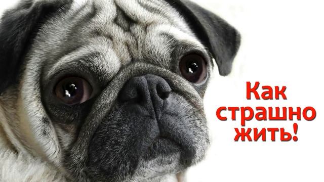 Как страшно жить маленькому мопсу. смотреть онлайн