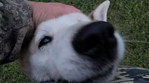 Майский лаечный ужин