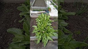 Камера сломалась. Снимаю на телефон. Продолжаю делать ремонт на даче.