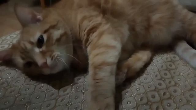 РЫЖАЯ МАМА КОШКА. ПРИКОЛЬНЫЕ КОШКИ. ПРИКОЛЫ С КОШКАМИ.