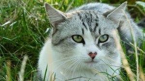 КАК НАЗВАТЬ КОТЕНКА, ИМЕНА ДЛЯ КОШЕК