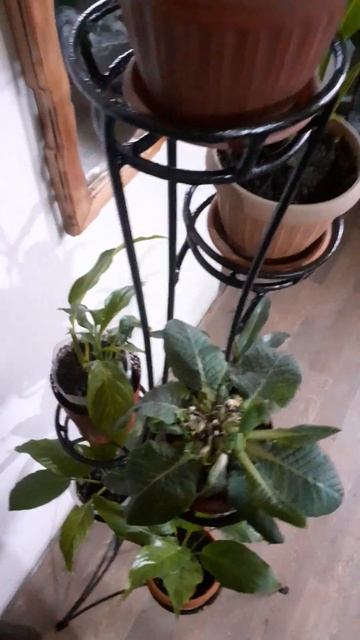 Подставка для цветов смотреть онлайн