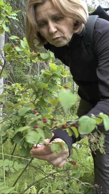 Несъедобные ягоды. смотреть онлайн