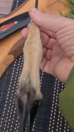 Ножка_козла_на_пчаке_с_клинком_афганского_типа_Очень_красивый нож