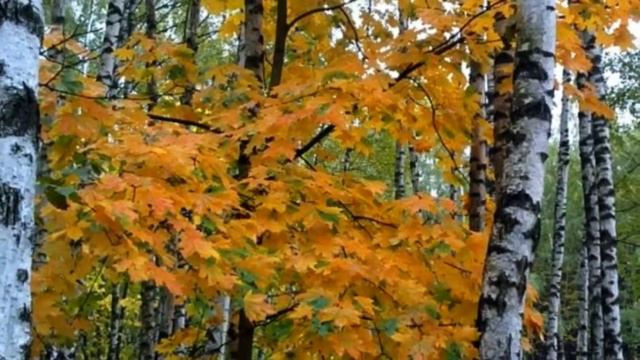 Жора Сибирский- БЕЛАЯ БЕРЕЗА смотреть онлайн