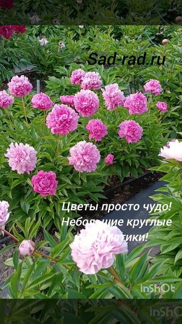 Наш сайт sad-rad.ru #цветениепионов #цветы #розовыепионы #п?