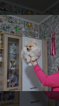 #померанскийшпиц #щенокшпица #шпиц
