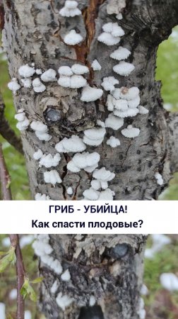 Гриб-убийца!