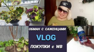 Покупки с WB.Как обманывают с саженцами.Серый ворон Гоша.Новые цветы