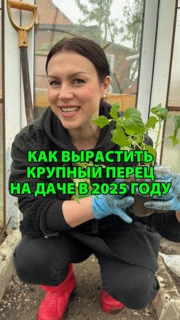 Как вырастить крупный перец на даче в 2025 году