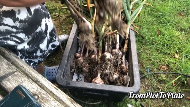 Когда Копать Чеснок? Подробный обзор, подготовка к хра смотреть онлайн