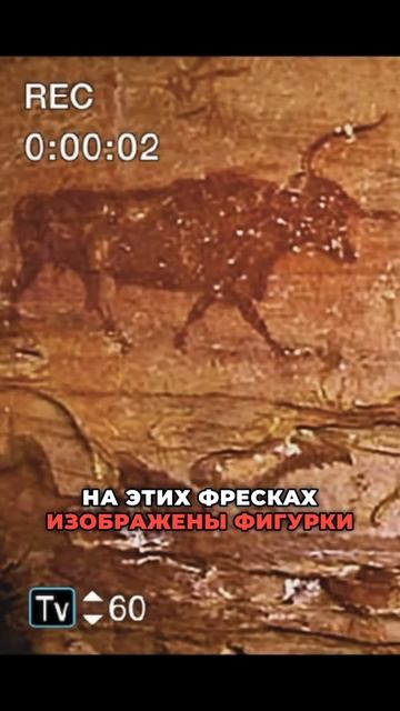 Среда обитания псилоцибиновых грибов. #псилоцибиновы?