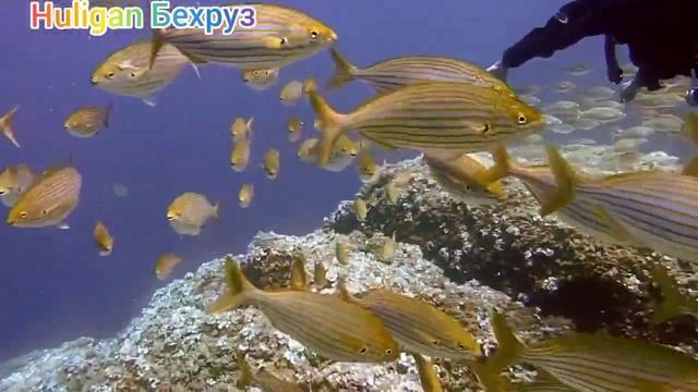 Охой ишки мачози 💔Диге мара надори😢 смотреть онлайн