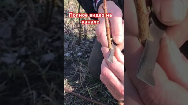 Секреты ПРАВИЛЬНОЙ прививки персика.(1) смотреть онлайн