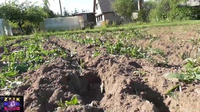 Прополка картошки