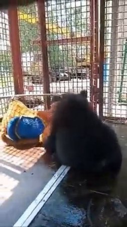 МЕДВЕЖОНОК УЧИТСЯ КАЧАТЬСЯ НА КАЧАЛКЕ