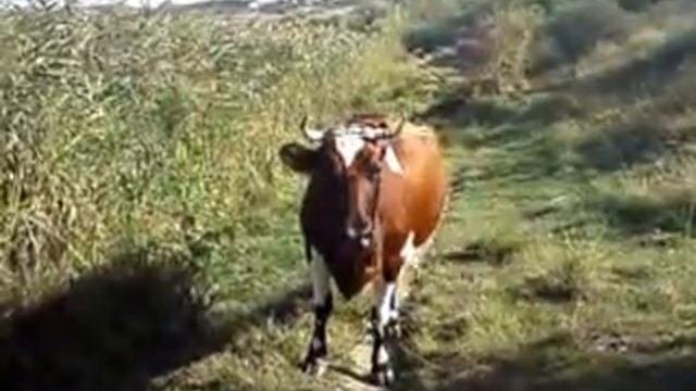 Бешеная корова