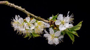 Первобытная флейта