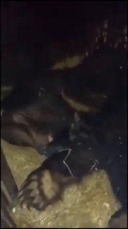 НЕЖНАЯ МЕДВЕДИЦА С МАЛЫШАМИ