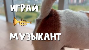 Эй, Амиго, ну-ка слабай мне что-нибудь на трубе 😂