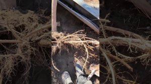 Правильная пересадка тутовника #tashkentuzbekistan #весна #пер?