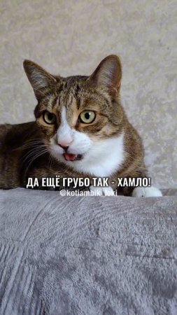 Летает муха как пилот😂